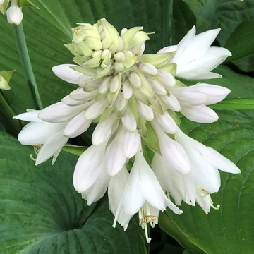 Plantain Lily Seeds – Hardy Perennial