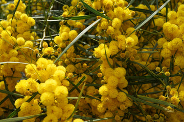 Wattle seeds – Baileyana ‘Purpurea’