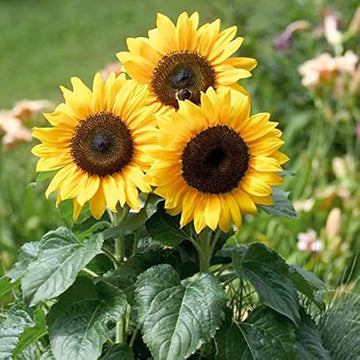 Sunflower Seeds - Black Oil