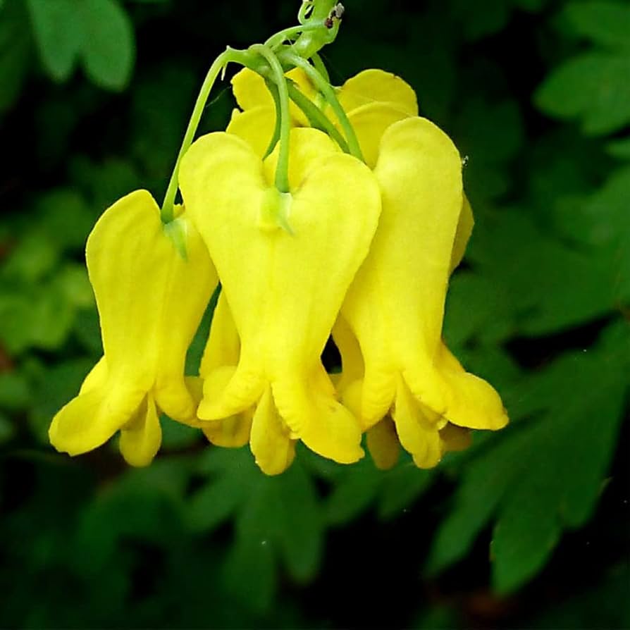 Dicentra Spectabilis Seeds – Yellow Bleeding Heart