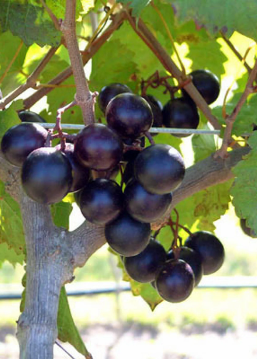 Grape Seeds – Muscadine