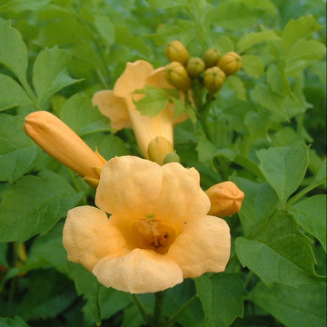 Campsis Radicans Seeds – Flava