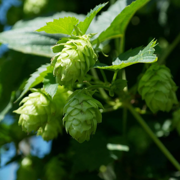 Humulus Lupulus Seeds – Common Hop