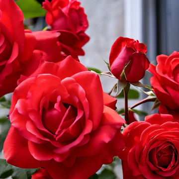 Rose Seeds – Climbing