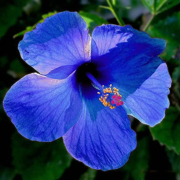 Hibiscus Seeds – Blue