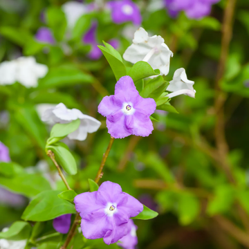 Brunfelsia Seeds – Yesterday-Today-and-Tomorrow