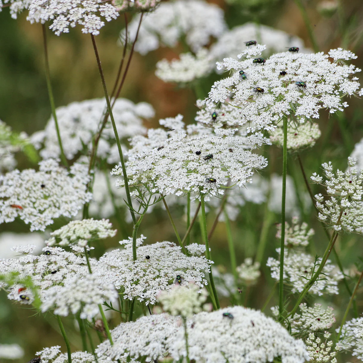 Queen Anne's Lace Seeds – Wildflower