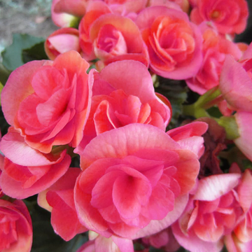 Begonia Seeds – Pink Rieger