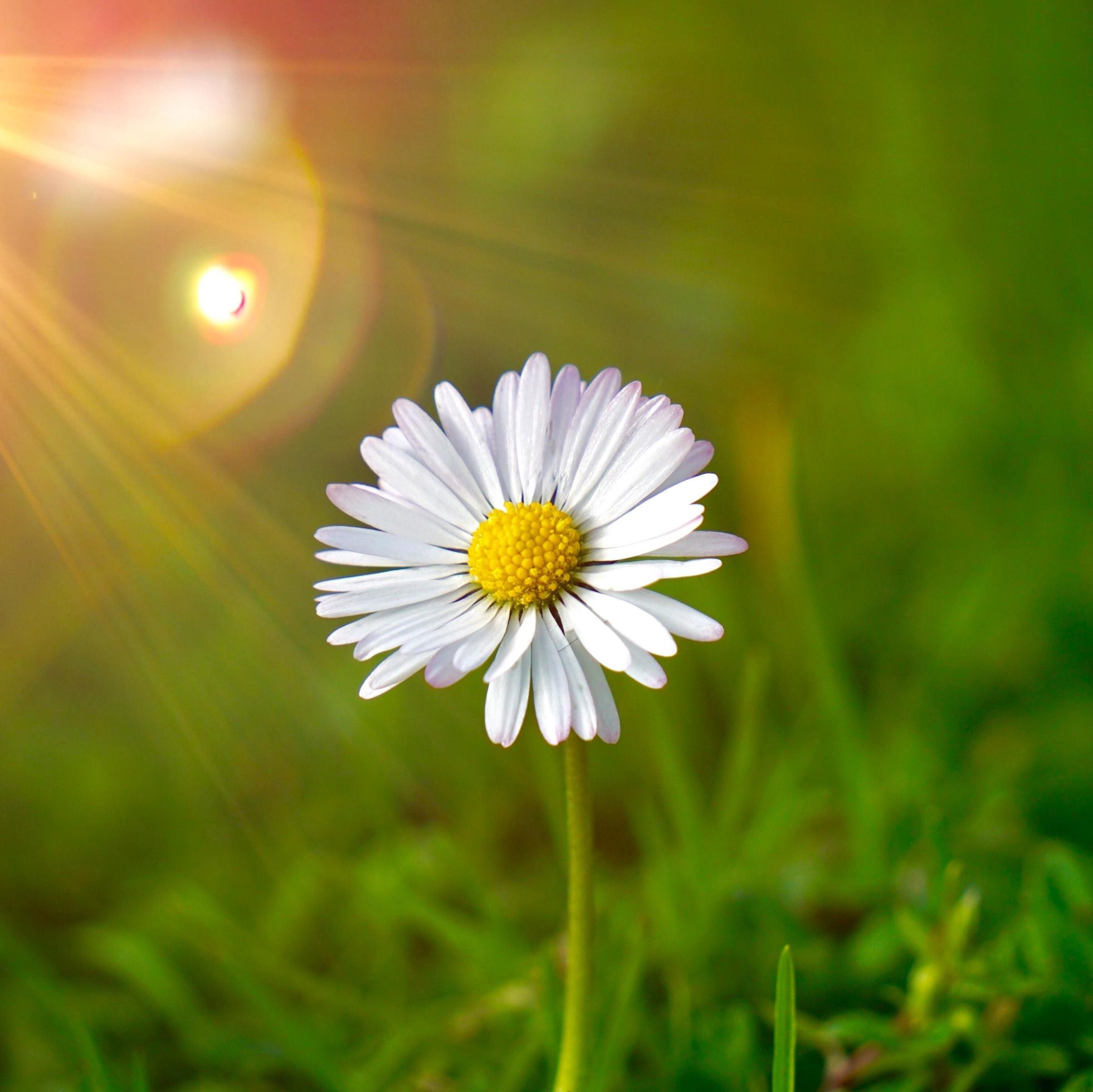 Daisy Seeds – Seaside Coastal Hardy, Heirloom