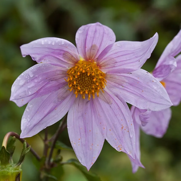 Dahlia Seeds – Imperialis