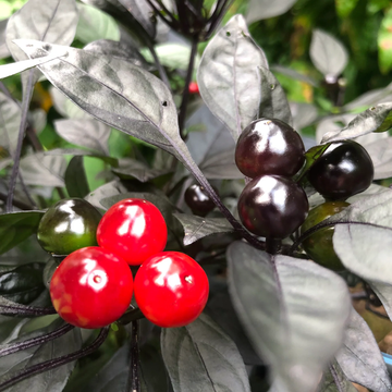 Black Pearl Pepper Seeds