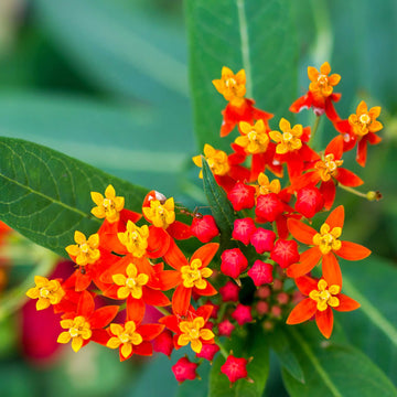 Asclepias Curassavica Seeds – Bloodflower Milkweed