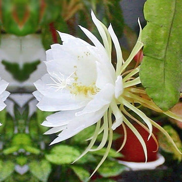 Queen of The Night Seeds – Rare Night Blooming