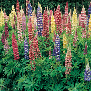 Lupine Seeds – Russell Hybrid Mix