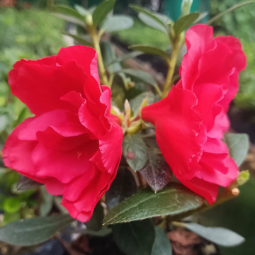Red Azalea Seeds – Vibrant Bloom