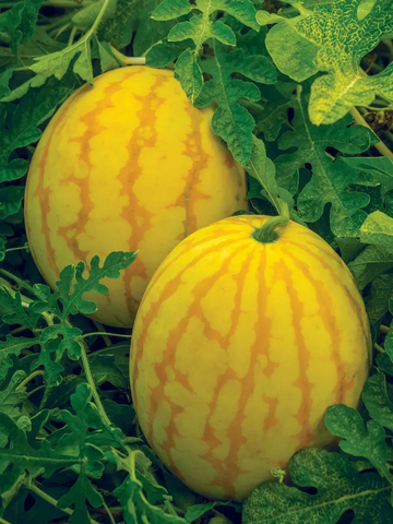 Watermelon Seeds - golden midget