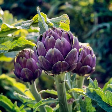 Artichoke Seeds – Purple