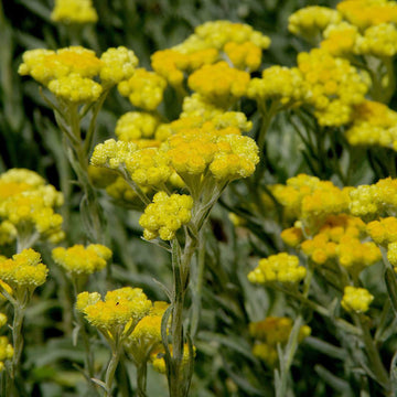 Helichrysum Arenarium  Seeds – Drought-Tolerant, Medicinal, Perennial