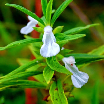 Leucas Aspera Seeds – White Donda