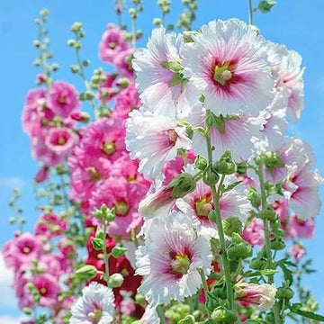 Hollyhock Seeds – Giant Danish Mix