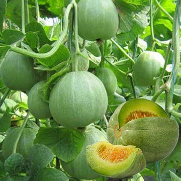Cucumeropsis Seeds - Green