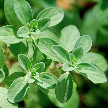 Marjoram Seeds