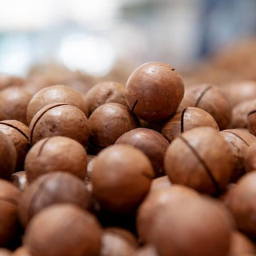 Avocado Seeds – Brown Coldhardy