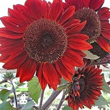 Sunflower Seeds – Red