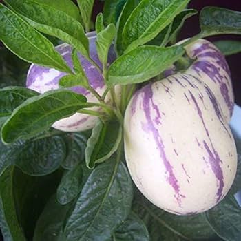 Pepino Seeds – White Purple