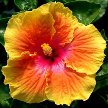Hibiscus Seeds – Yellow Orange