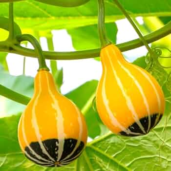 Gourd Seeds – Orange Black Ornamenta