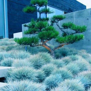 Blue Fescue Seeds