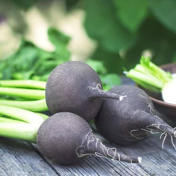 Radish Seeds – Black