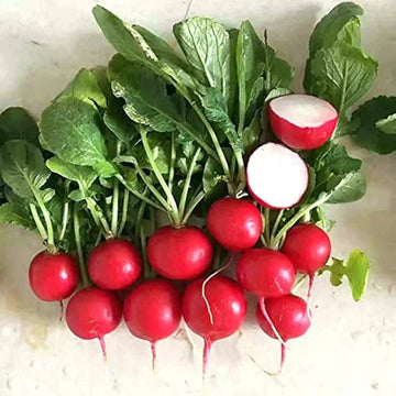 Radish Seeds – Cherry Belle