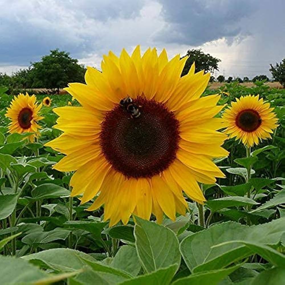 Sunflower Seeds – Yellow