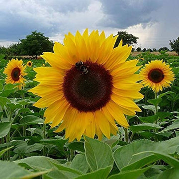 Sunflower Seeds – Yellow