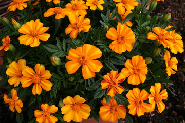 Marigold Seeds – French Disco Orange