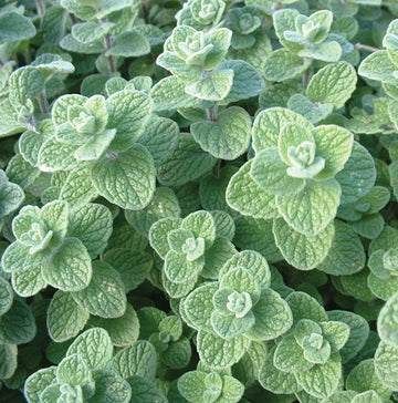 Oregano Seeds – Wild Zaatar
