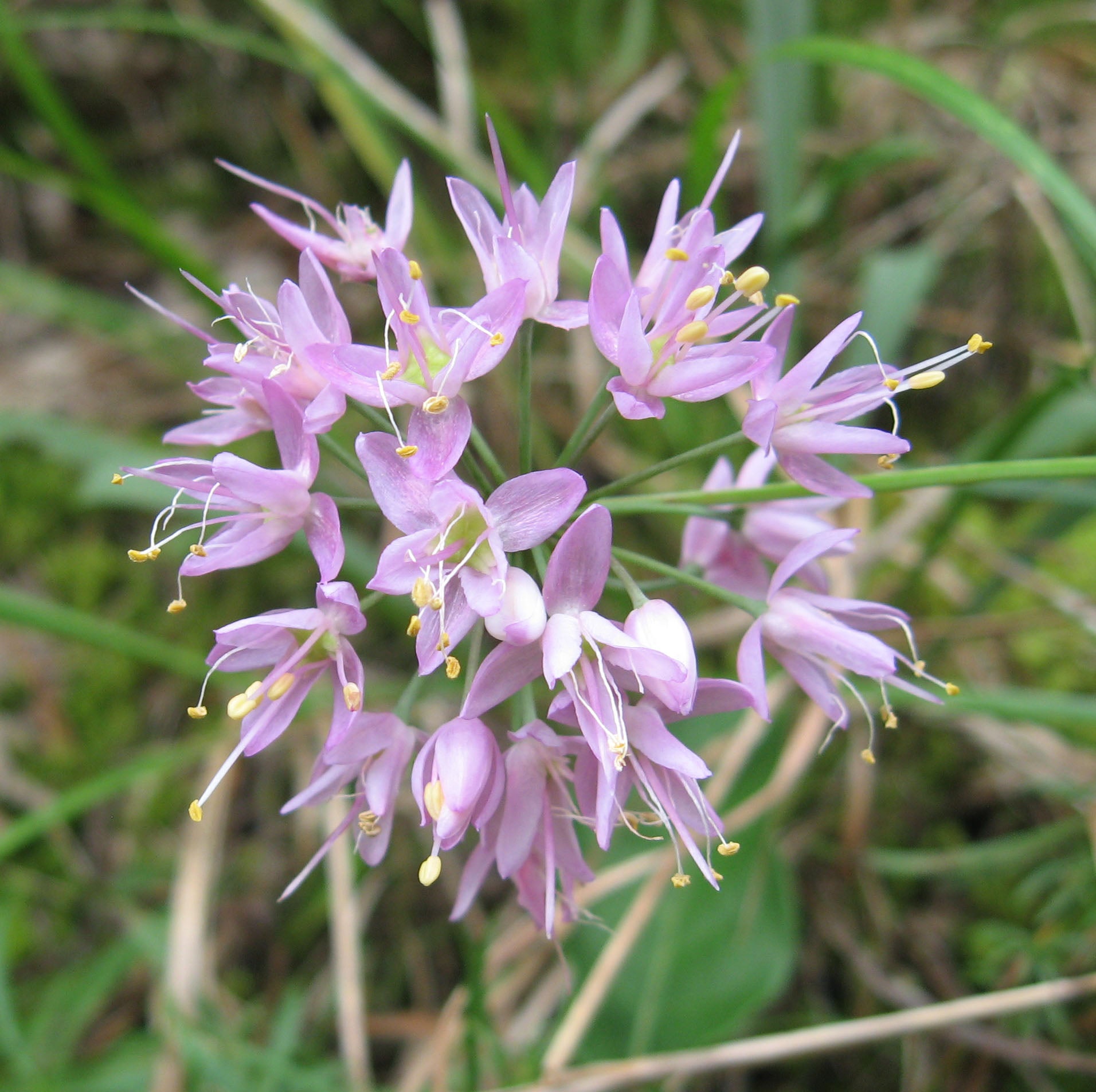 Allium Stellatum Seeds – Perennial , Native Wild