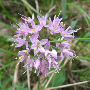 Allium Stellatum Seeds – Perennial , Native Wild