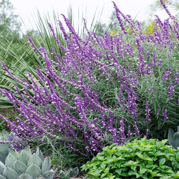 Salvia Seeds – Leucantha