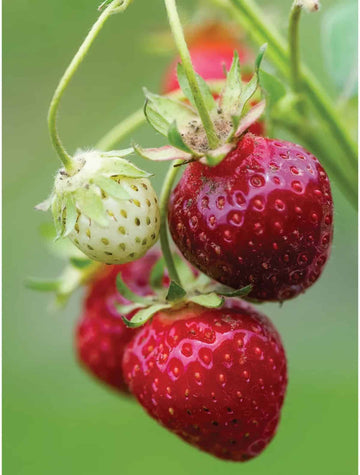 Strawberry Seeds – Purple Wonder, Unique Garden