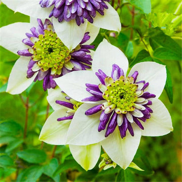 Clematis Seeds – White Purple
