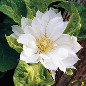 Clematis Seeds – White