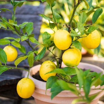 Meyer Lemon  Seeds – Dwarf Citrus