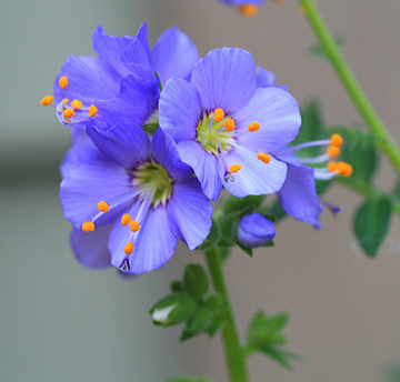 Jacob's Ladder Seeds – Perennial Blooms