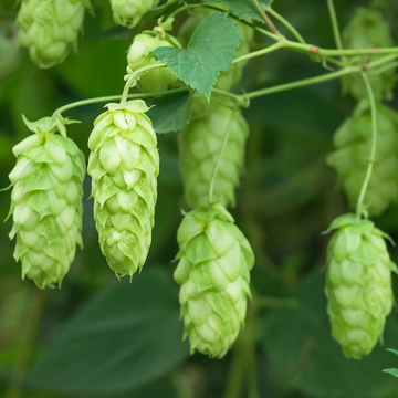 Humulus Lupulus Seeds – Common Hop
