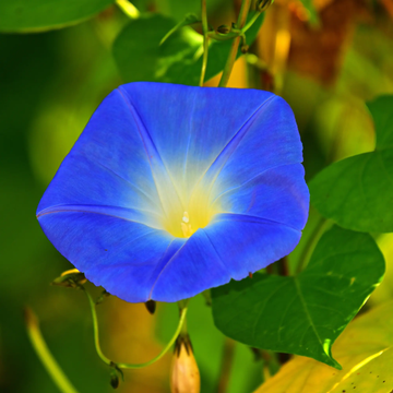 Ipomoea Seeds – Heavenly Blue