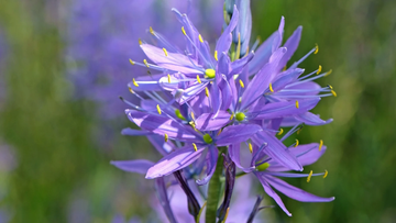 Camassia Quamash Seeds – Wild Hyacinth