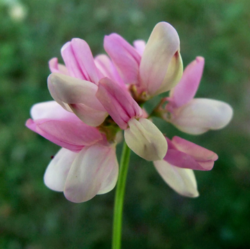 Crown Vetch Seeds – Ground Cover Perennial